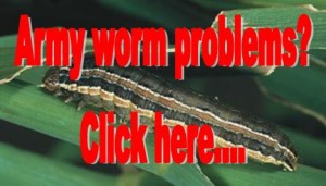 army worm problems