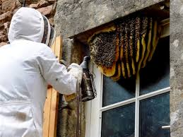 Expert Bee Removal Services
