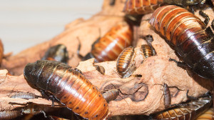 Cockroach farms are a booming business for some Chinese farmers