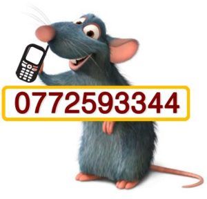contact us rodent
