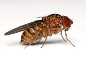 picture of drosophila fly