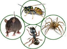 Pest Control Harare Zimbabwe